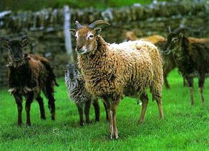 Soay sheep Breeds of Livestock Soay Sheep Breeds of Livestock Department