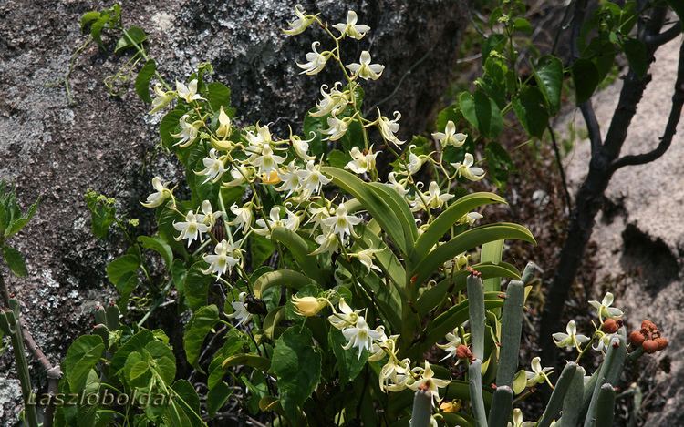 Sobennikoffia Sobennikoffia humbertiana orchid in Anja Reserve near to Flickr