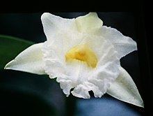 Sobralia macrophylla httpsuploadwikimediaorgwikipediacommonsthu