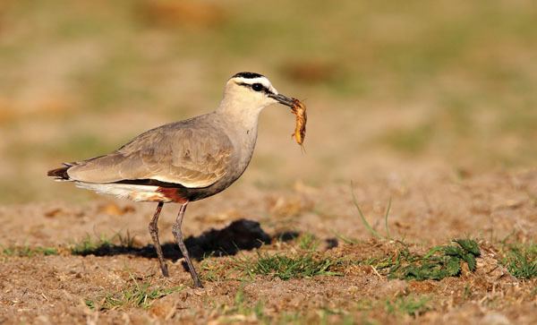 Sociable lapwing The Sociable Lapwing in Europe British Birds