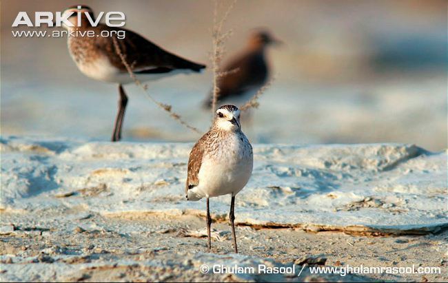 Sociable lapwing Sociable lapwing videos photos and facts Vanellus gregarius ARKive