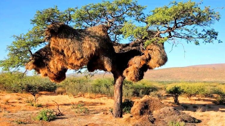 Sociable weaver Weavers Build Huge Communal Nests in Kalahari YouTube