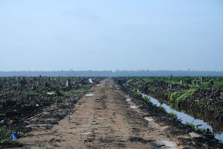 Social and environmental impact of palm oil