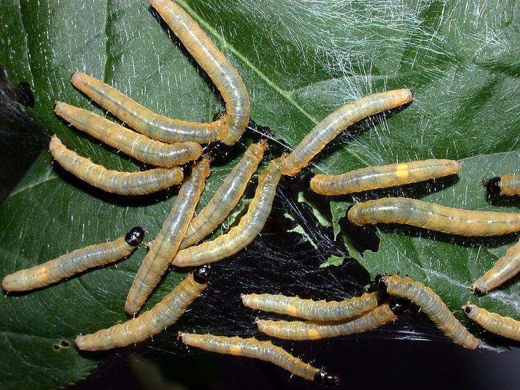 Social caterpillars