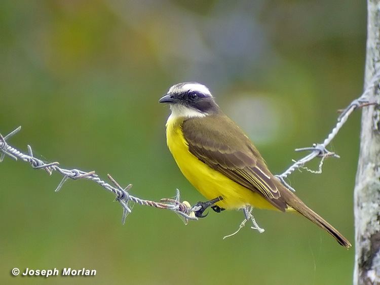 Social flycatcher Mosquero Cejiblanco Myiozetetes similis Social Flycatcher Aves