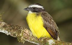 Social flycatcher httpsuploadwikimediaorgwikipediacommonsthu