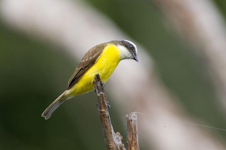 Social flycatcher Social Flycatcher Myiozetetes similis