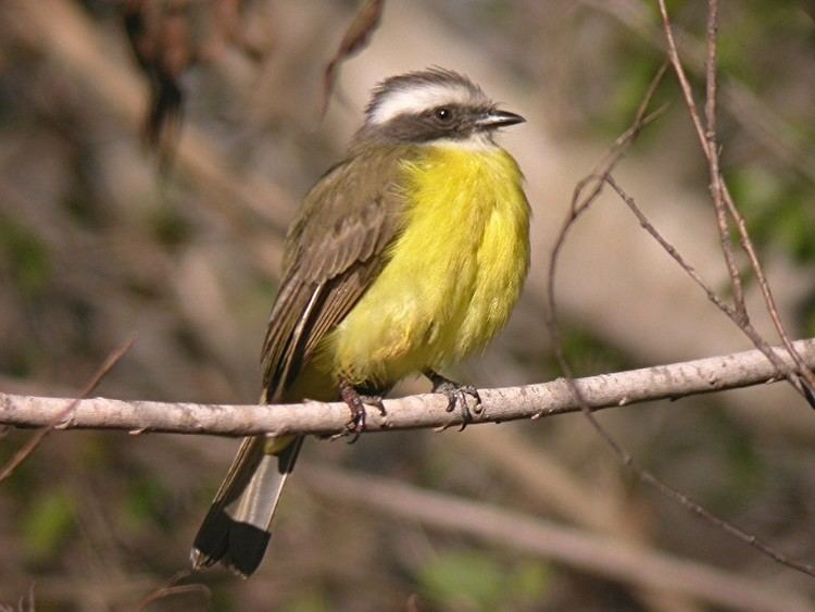 Social flycatcher Social Flycatcher January 14 2005