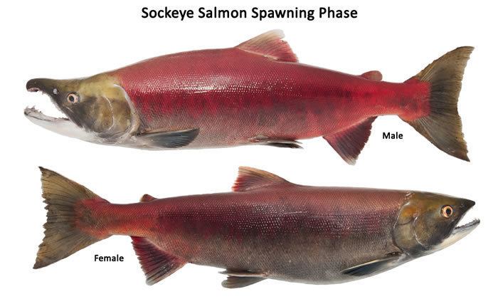 Sockeye salmon Sockeye salmon Fish Washington Washington Department of Fish