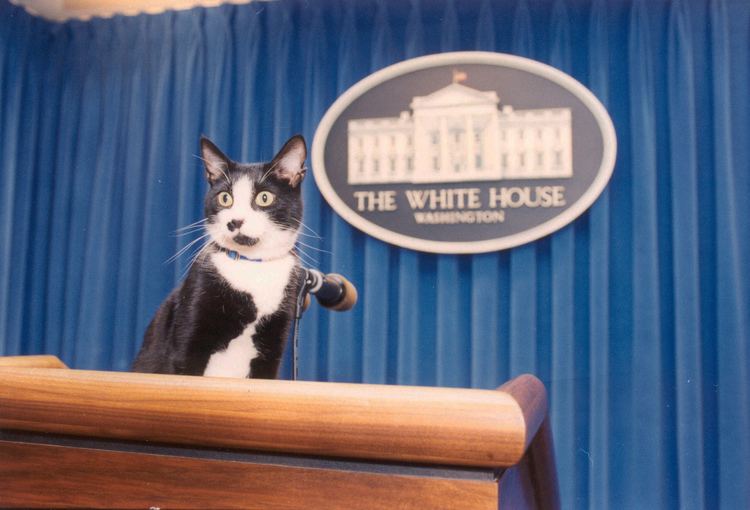 Socks (cat) President Socks 10 Adorable Photos of the World39s Most Powerful Cat