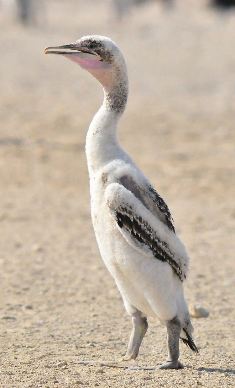 Socotra cormorant Birding Bahrain Post details Hawar a visit to the Socotra