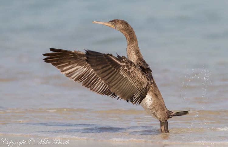 Socotra cormorant Socotra Cormorant Phalacrocorax nigrogularis Focusing on Wildlife