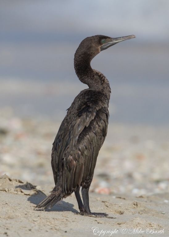 Socotra cormorant Socotra Cormorant Phalacrocorax nigrogularis Focusing on Wildlife