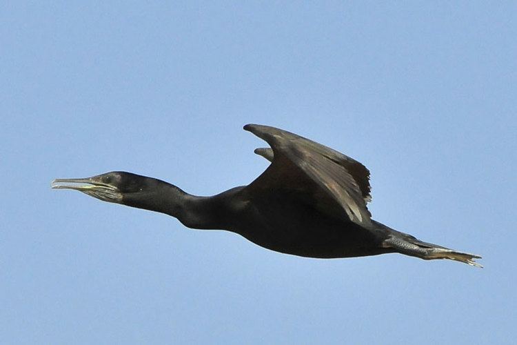 Socotra cormorant Birding Bahrain Post details Hawar a visit to the Socotra