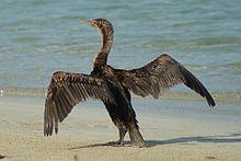 Socotra cormorant httpsuploadwikimediaorgwikipediacommonsthu