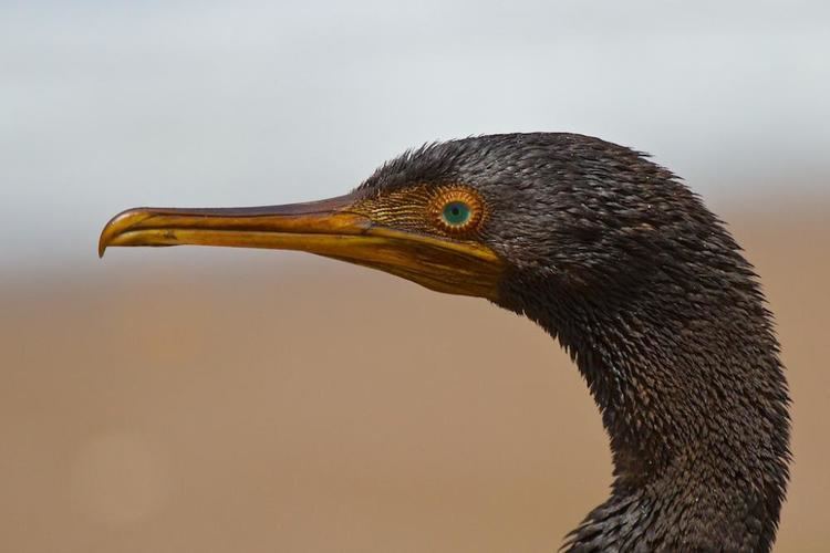 Socotra cormorant Socotra Cormorant Phalacrocorax nigrogularis videos photos and