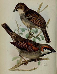 Socotra sparrow httpsuploadwikimediaorgwikipediacommonsthu