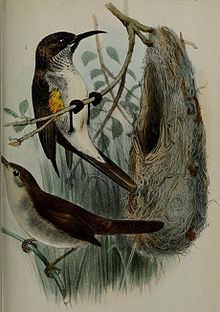 Socotra sunbird httpsuploadwikimediaorgwikipediacommonsthu