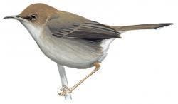 Socotra warbler - Alchetron, The Free Social Encyclopedia