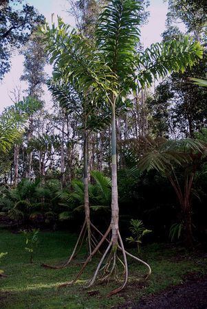 Socratea Socratea exorrhiza Palmpedia Palm Grower39s Guide