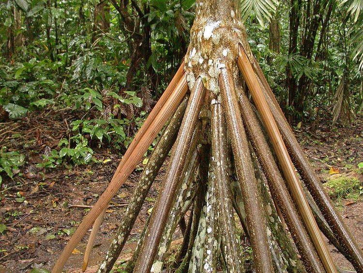 Socratea exorrhiza Do Walking Palm Trees Really Walk Amusing Planet