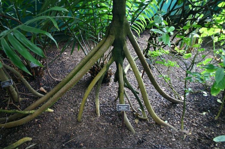 Socratea exorrhiza Do Walking Palm Trees Really Walk Amusing Planet