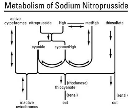 Sodium nitroprusside Nitropress Nitroprusside Sodium Drug Information Clinical
