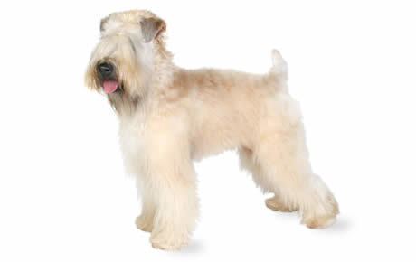 Soft-coated Wheaten Terrier Soft Coated Wheaten Terrier Dog Breed Information Pictures