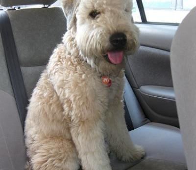 Soft-coated Wheaten Terrier Soft Coated Wheaten Terrier Dogs Soft Coated Wheaten Terrier Dog