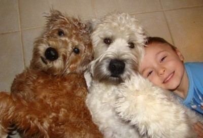 Soft-coated Wheaten Terrier Soft Coated Wheaten Terrier Dog Breed Information and Pictures