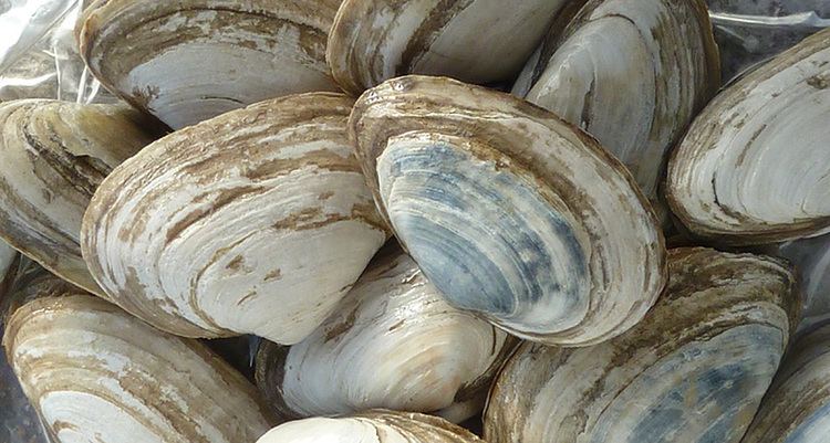 Soft-shell clam Contagious cancer found in clams Science News