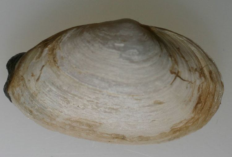 Soft-shell clam wwwexoticsguideorgsitesdefaultfilesspeciesi