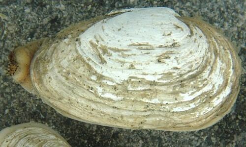 Soft-shell clam Soft Shell Clam Chesapeake Bay Program