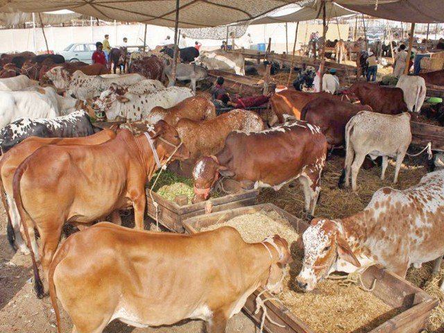 Sohrab Goth Beefing it up Sohrab Goth39s cattle market opens for business The