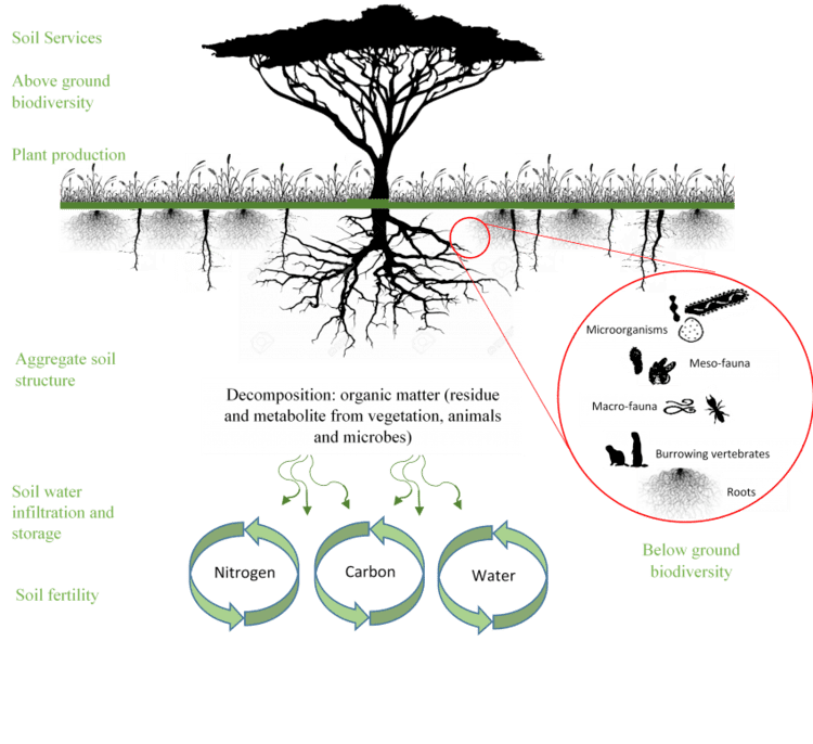 Soil biodiversity Soil biodiversity