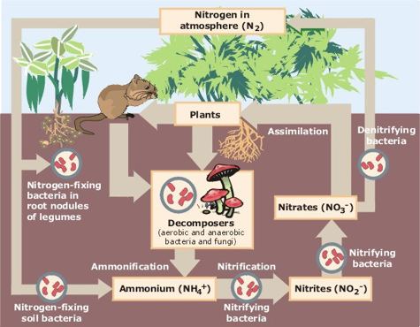 Soil biology