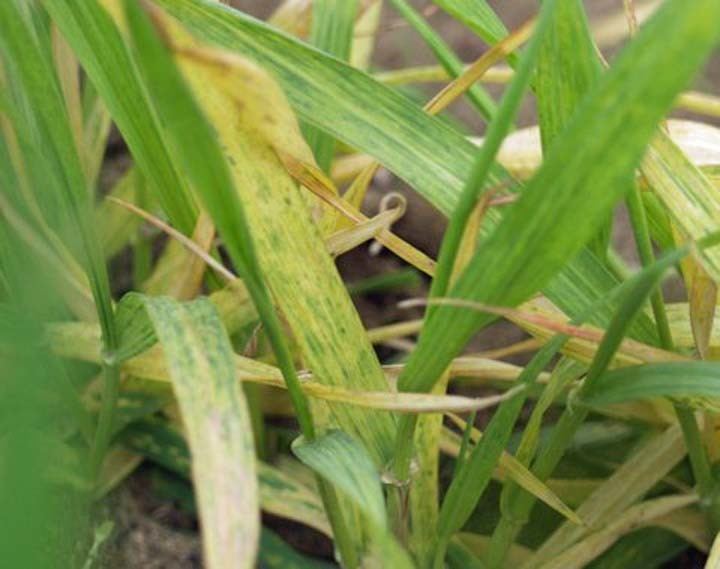 Soil-borne wheat mosaic virus smallgrainswsueduwpcontentuploads201401SBW