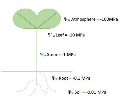 Soil plant atmosphere continuum