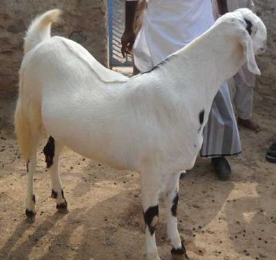 Sojat goat Welcome to Goat India