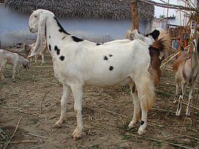 Sojat goat httpsuploadwikimediaorgwikipediacommonsthu