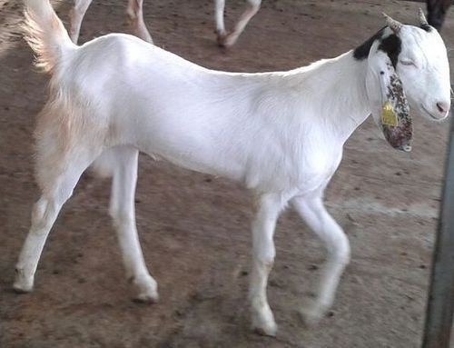 Sojat goat Sojat Goat in Solapur Maharashtra India Goatbazzarcom