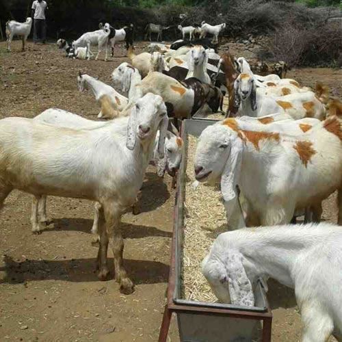 Sojat goat Sojat Goat Farming And Pet Animals ID 10392416930