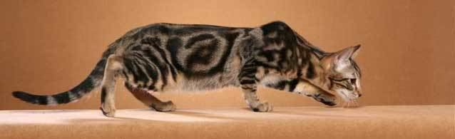 Sokoke Sokoke Cat Purrfect Cat Breeds