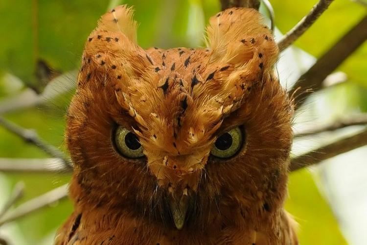 Sokoke scops owl Gallery of Sokoke Scopsowl Otus ireneae the Internet Bird