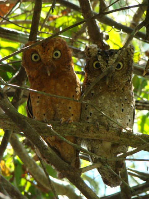 Sokoke scops owl Protecting the Endangered Sokoke Scops Owl Running Wild