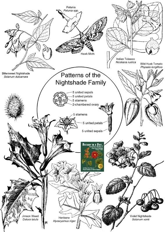 Solanaceae Solanaceae Nightshade Family Identify plants flowers shrubs and