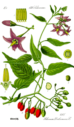 Solanaceae httpsuploadwikimediaorgwikipediacommonsthu