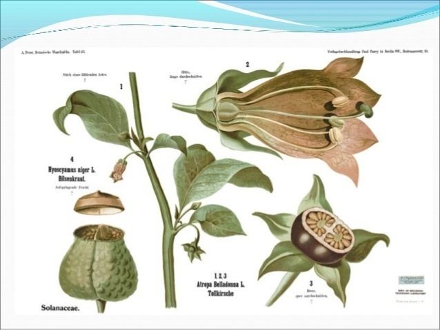Solanaceae PharmacognosySolanaceae plant family