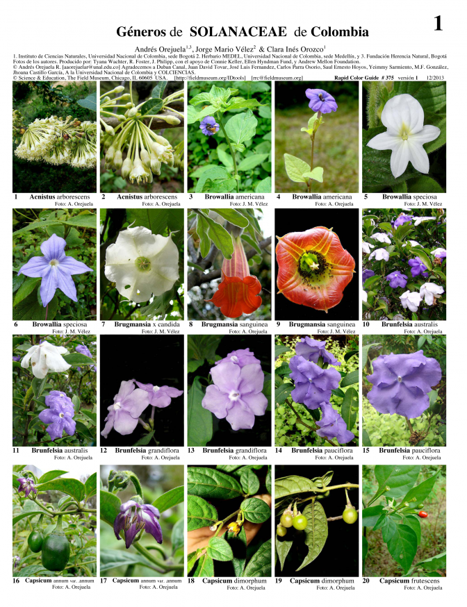 Solanaceae Solanaceae of Colombia Field Guides