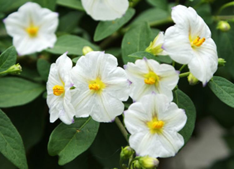 Solanum Solanum white Potted Rarities